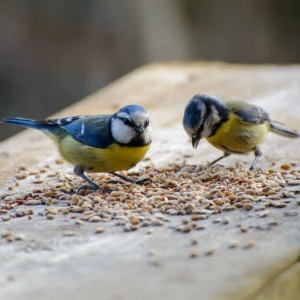 Zwei Blaumeisen fressen Fettfutter für Wildvögel auf Holz. Das Vogelfutter enthält Samen und Körner für die Fütterung im Garten.