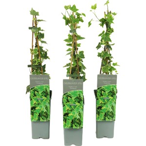 Drei Gelbbunte Efeu Pflanzen (Hedera helix 'Goldchild') im Topf, ca. 40-60 cm hoch.