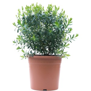 Kreuzblume im Topf, ca. 30-40 cm hoch, grüne Blätter, mediterrane Kübelpflanze für sonnige Standorte.