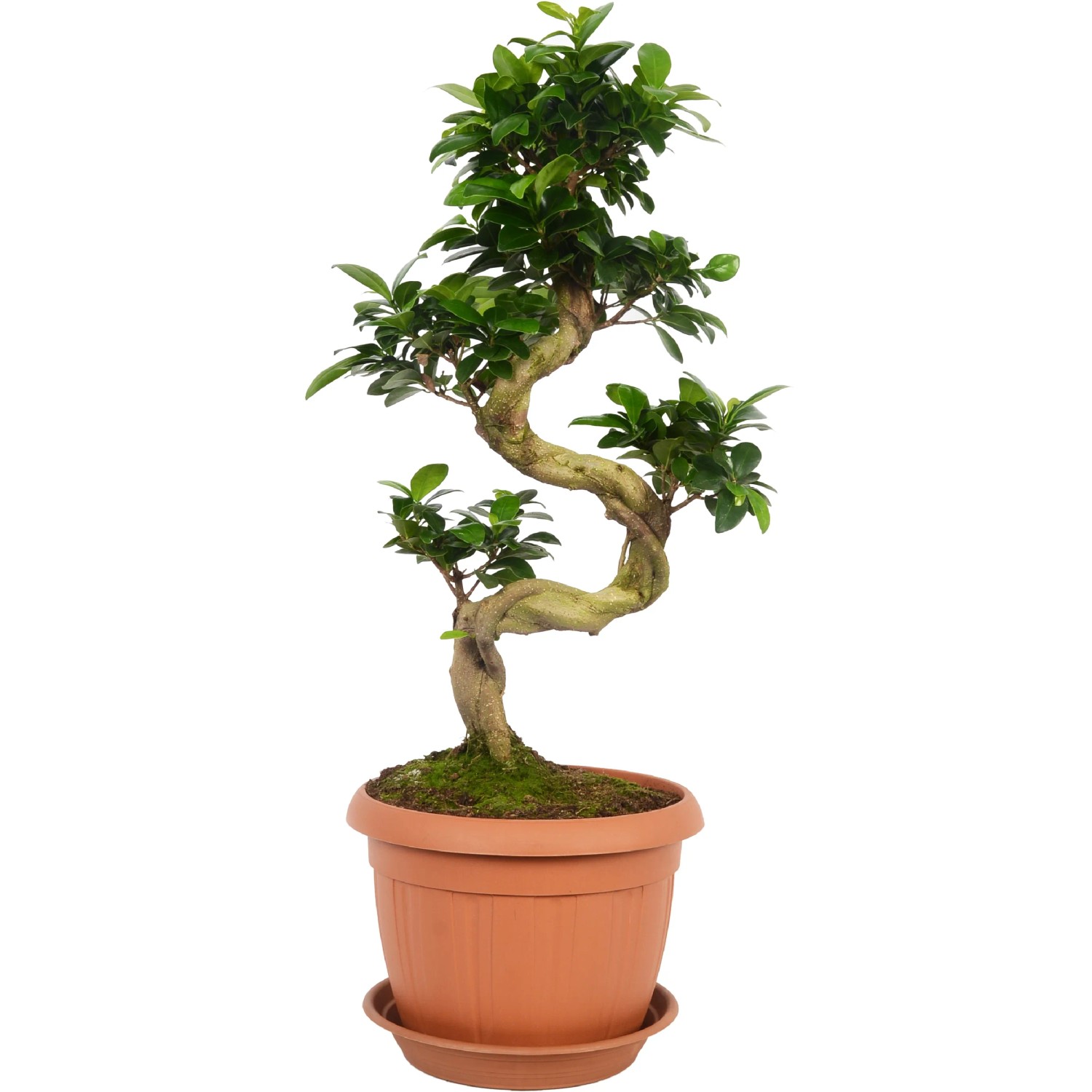 Bonsai Ficus "Ginseng" Hhe ca. 65 - 80 cm Topf- 25 cm Ficus microcarpa  kaufen bei OBI