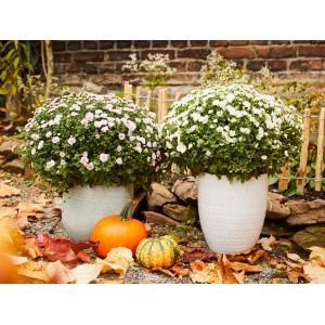 Zwei weiße Chrysanthemen im Topf, kombiniert mit Kürbissen und Herbstlaub im Garten.