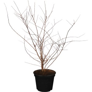 Strauchspiere Snowmound im Topf, ca. 40-60 cm hoch, ohne Blätter.