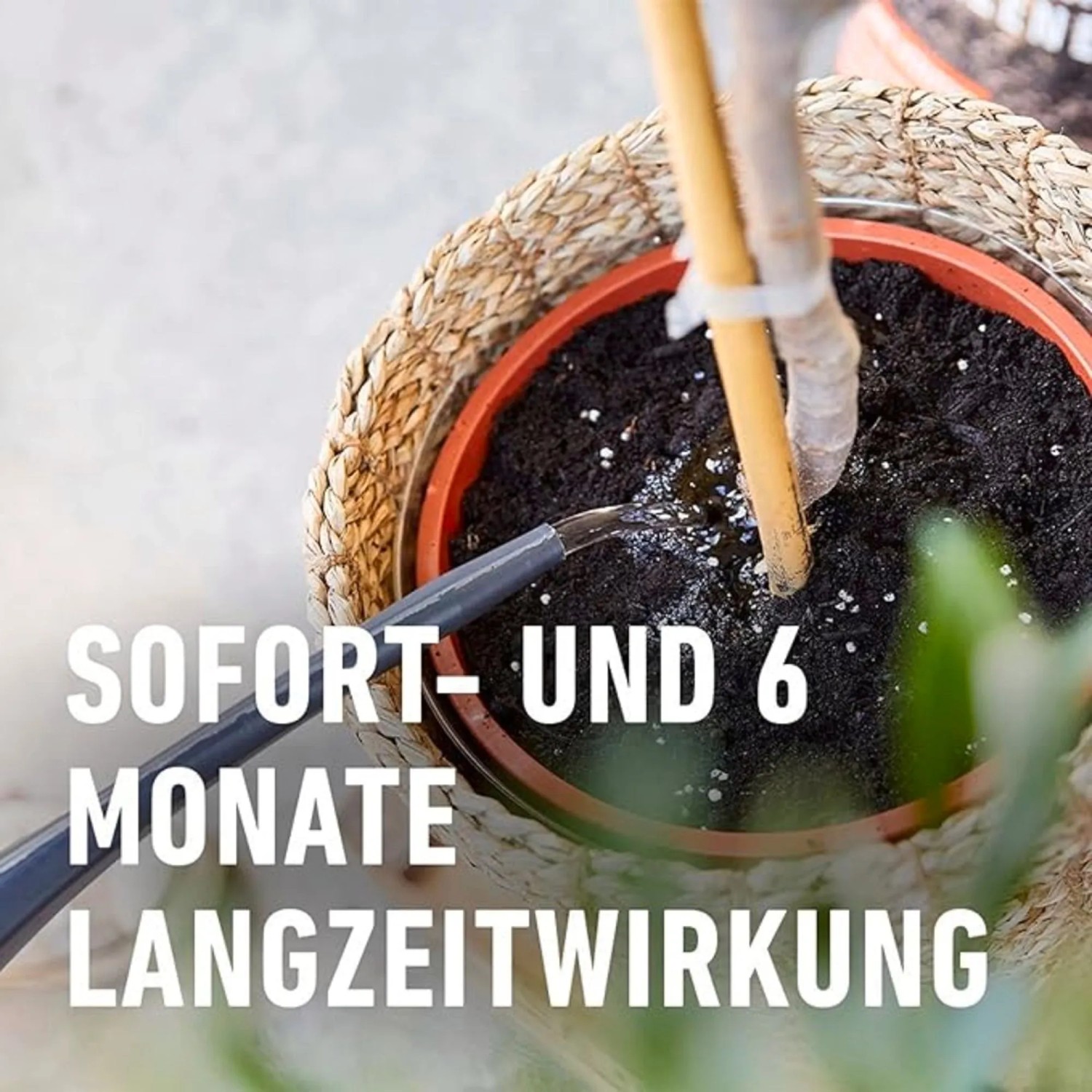 Compo Mediterrane Pflanzen Langzeit-Dnger 1,5 kg kaufen bei OBI