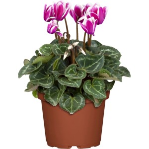 Herbst-Alpenveilchen im Topf, pink-weiße Blüten und grüne Blätter mit Muster.