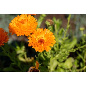 Orangefarbene GROW by OBI Ringelblume (Calendula officinalis) im Topf, Nahaufnahme.