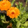 Orangefarbene GROW by OBI Ringelblume (Calendula officinalis) im Topf, Nahaufnahme.