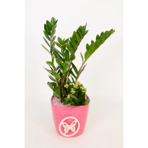 philodendron florida ghost hybrid Philodendron Florida Ghost 'Big size' – Greenspaces.id main image 0