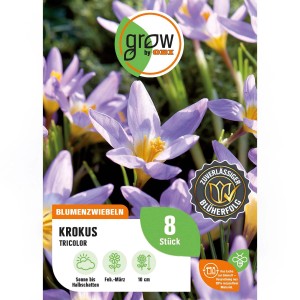 Blühender Krokus Tricolor, lila-beige, 8 Stück. Frühlingsblüher für Beet und Garten.