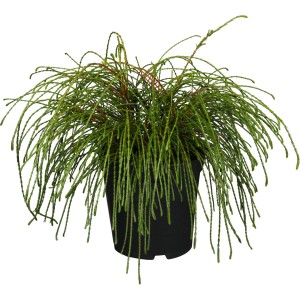 GROW by OBI Lebensbaum Thuja plicata 'Whipcord' im Topf, mit dünkelgrünen Nadeln.