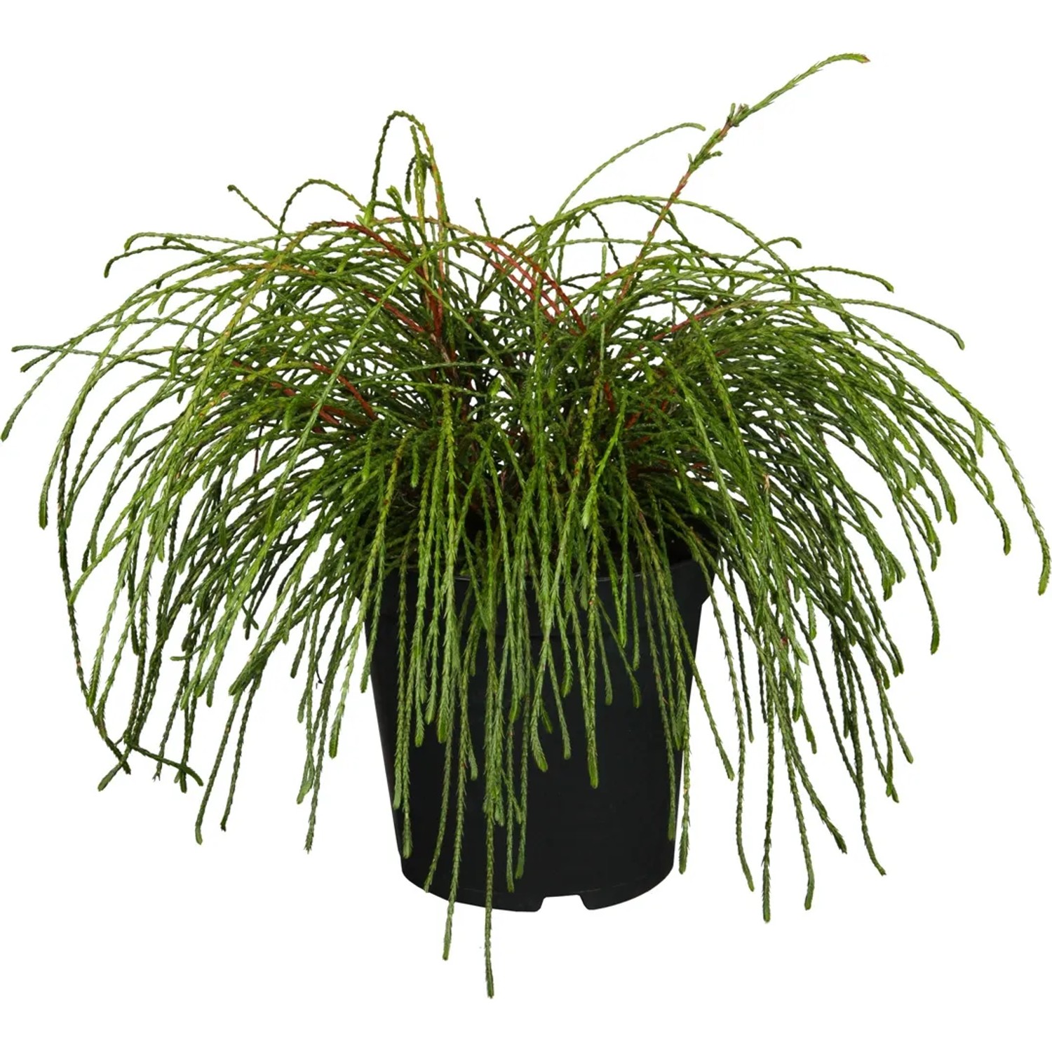 GROW by OBI Lebensbaum Topf- ca. 19 cm Thuja plicata Whipcord kaufen bei  OBI