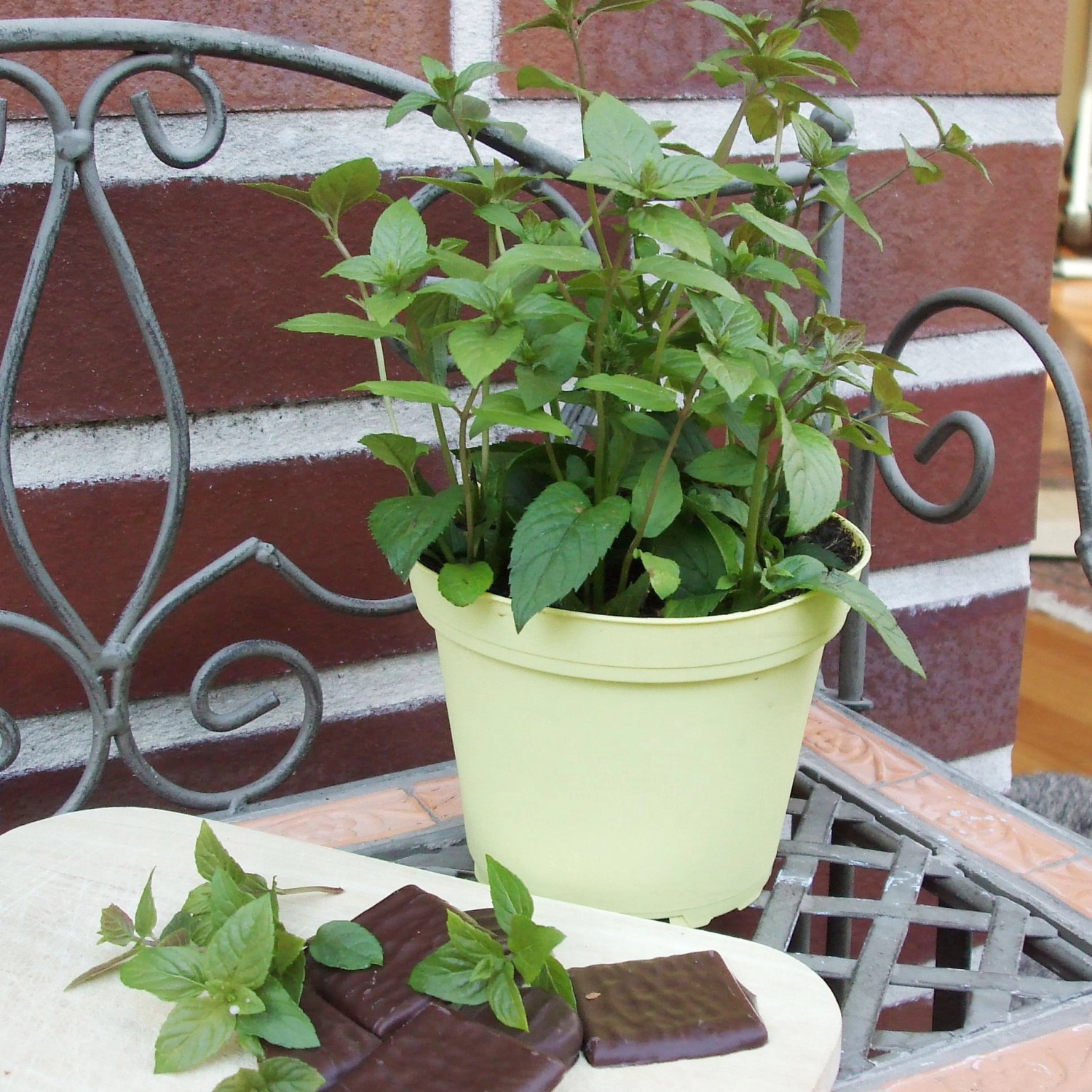 Blu BioSchokoladenMinze TopfØ ca. 12 cm Mentha kaufen bei OBI