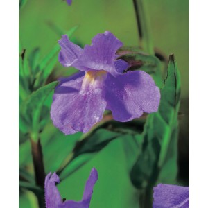 Nahaufnahme einer lila Gauklerblume (Mimulus ringens) im Topf, ca. 9 cm Ø.