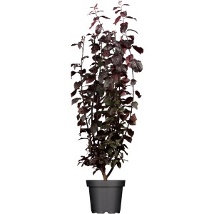 OBI Blutpflaume "Nigra" Rosa Höhe ca. 60 - 80 cm Topf ca. 7 l Prunus