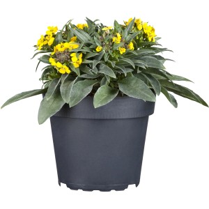 Gelber Goldlack (Erysimum) im Topf, eine bienenfreundliche Staude für Beet und Balkon.