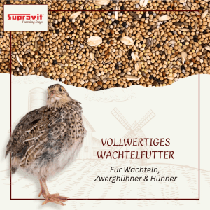 Supravit Wachtelfutter Körnermischung für Wachteln und Hühner. Eine Wachtel vor Getreidekörnern.