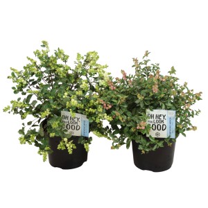 Zwei Schneebeere Magical Sträucher im Topf, ca. 10-15 cm hoch, mit weißen und rosa Beeren.