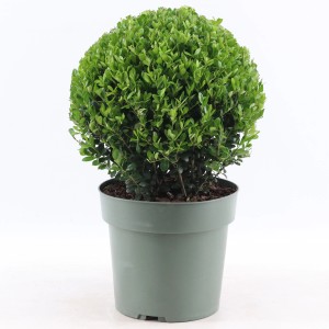 Japanische Stechpalme "Jenny" Höhe ca. 40 - 45 cm Topf ca. 6 l Ilex crenata