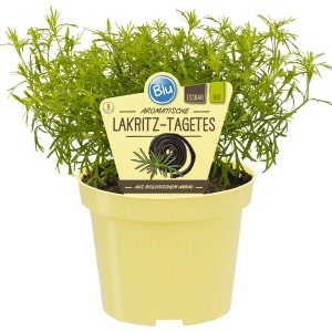 Blu Lakritz-Tagetes im 12 cm Topf. Aromatische Küchenkräuter mit lakritzähnlichem Geschmack und weißen Blüten.