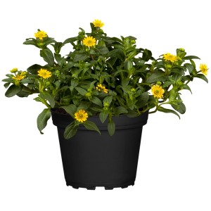 Husarenknopf im Topf: Gelbe Hängepflanze von GROW by OBI, Sanvitalia procumbens.