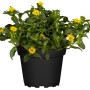 Husarenknopf im Topf: Gelbe Hängepflanze von GROW by OBI, Sanvitalia procumbens.