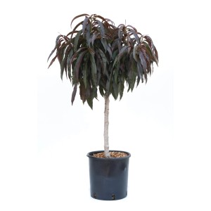Zwerg-Pfirsichbaum 'Bonfire' im Topf, ca. 60 cm hoch, mit dunklem Laub.