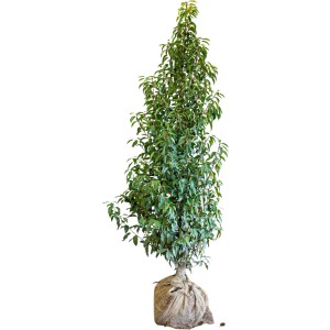 Kirschlorbeer "Angustifolia" Set à 6 Stück Höhe ca. 175-200 cm Prunus lusitanica