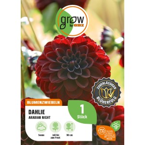Dunkelrote Dahlie Arabian Night, ca. 90cm hoch, aus der OBI GROW Kollektion.