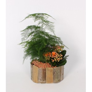 Pflanzen-Arrangement mit Zierspargel und Flammendem Käthchen im Bambus-Gefäß.