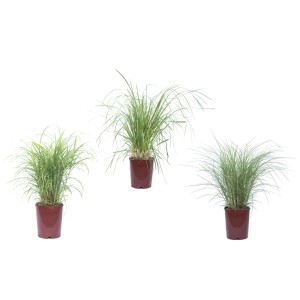 GROW by OBI Chinaschilf Höhe ca. 40 cm Topf ca. 11 l Miscanthus