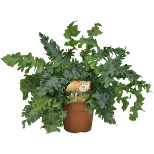 Goldtüpfelfarn Davana im Topf, grüne Zimmerpflanze mit gekräuselten Blättern.