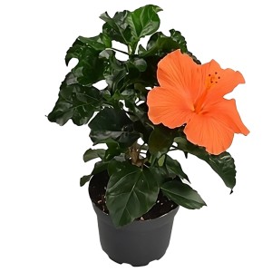 Orangefarbener Hibiskus Busch (Hibiscus sinensis) im Topf für Innen.