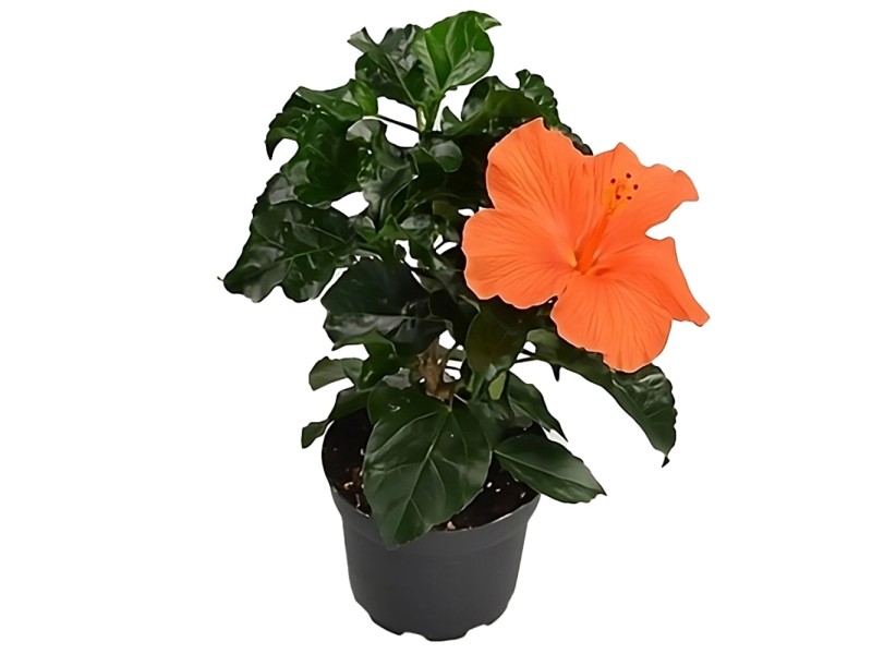 GROW by OBI Hibiskus Busch Orange Höhe ca. 50 60 cm Hibiscus sinensis