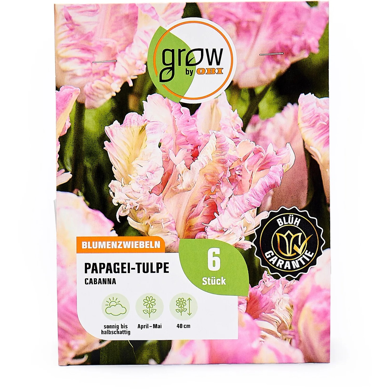 10 Blumenzwiebeln 'Rotkäppchen' Botanische Tulpen – Winterhart, Rot, Für Beete & Kästen