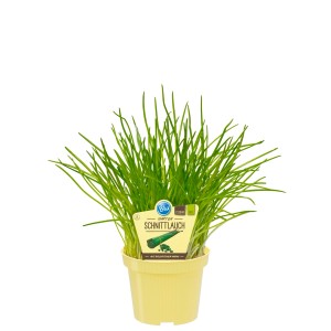 Blu Bio-Gartenschnittlauch im Topf, ca. 12 cm Ø. Küchenkräuter für Salat und mehr.