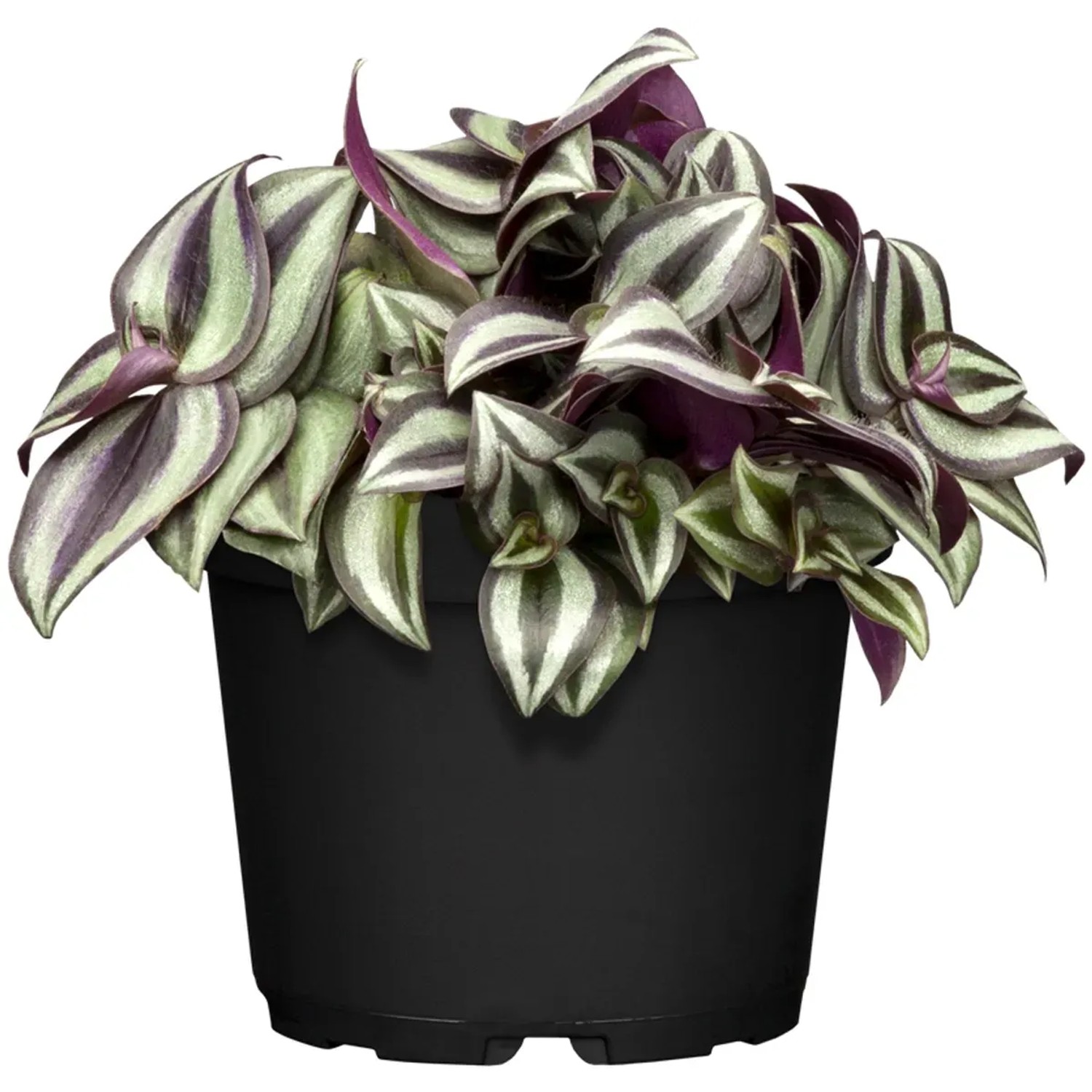 Zebrakraut Topf- ca. 13 cm Tradescantia Zebrina kaufen bei OBI