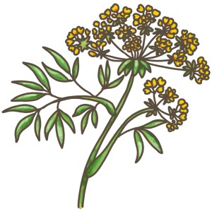 Illustration des Blu Bio Meerfenchels (Crithmum maritimum) mit gelben Blüten und grünen Blättern.