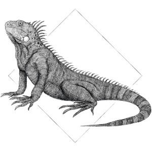 Komar Wandbild Iguana White, 50x70 cm, Detailaufnahme einer gezeichneten Echse vor weißem Hintergrund.