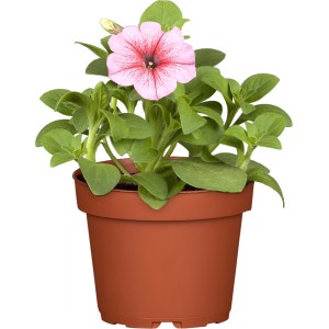 Rosa GROW by OBI Petunie Surfinia im Topf, eine farbenfrohe Hängepflanze für Balkon und Garten.