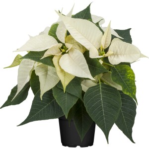 GROW by OBI Weihnachtsstern Busch Weiß Topf-Ø 17 cm Euphorbia pulcherrima