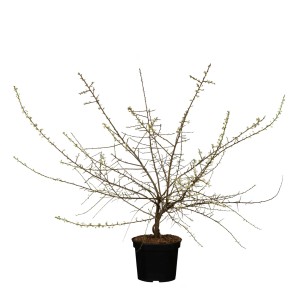 Schlehdorn Höhe ca. 30 - 50 cm Topf ca. 3 l Prunus spinosa