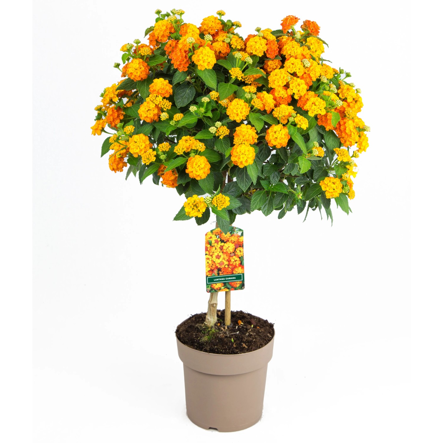 GROW by OBI Wandelrschen Stamm Orange Hhe 80 cm Topf- 17 cm Lantana  camara kaufen bei OBI