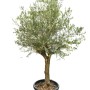 GROW by OBI Olivenbaum Halbstamm, ca. 120cm hoch im Topf. Mediterrane Kübelpflanze für sonnige Standorte.