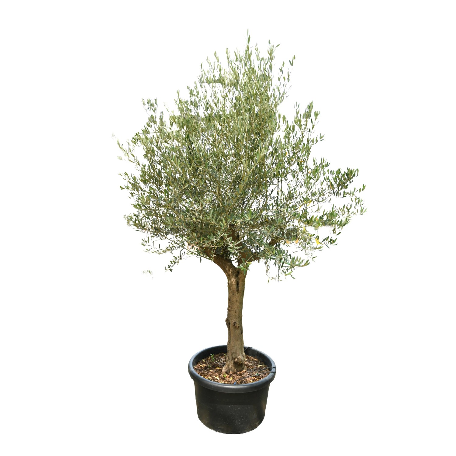 GROW by OBI Olivenbaum Halbstamm Hhe ca. 120 cm Topf ca. 110 l Olea  europaea kaufen bei OBI