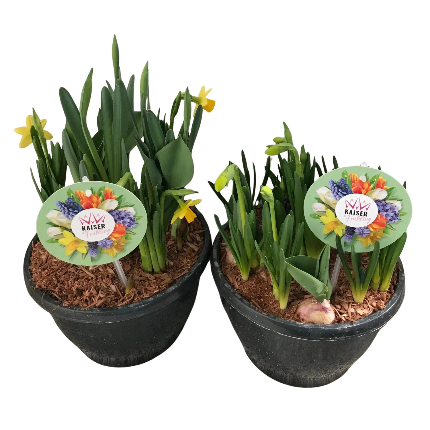 topfpflanzen erde Pokon Universal-Blumenerde – fertige Erde für viele Topfpflanzen main image 1