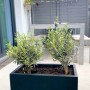 Anthrazitfarbener Vivanno Pflanzkübel Maxi (60x30x30 cm) mit zwei kleinen Bäumen auf einem Balkon.