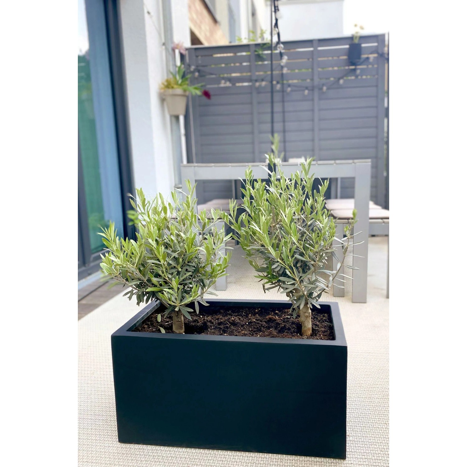 Anthrazitfarbener Vivanno Pflanzkübel Maxi (60x30x30 cm) mit zwei kleinen Bäumen auf einem Balkon.