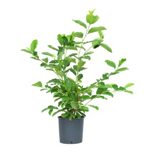 GROW by OBI Tulpen-Magnolie Höhe ca. 100 cm Magnolia loebneri Leonard Messel