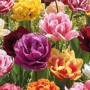 Farbenfrohe Pfingstrosen-Tulpen Mischung (Tulipa) mit dicht gefüllten Blüten in verschiedenen Farben.