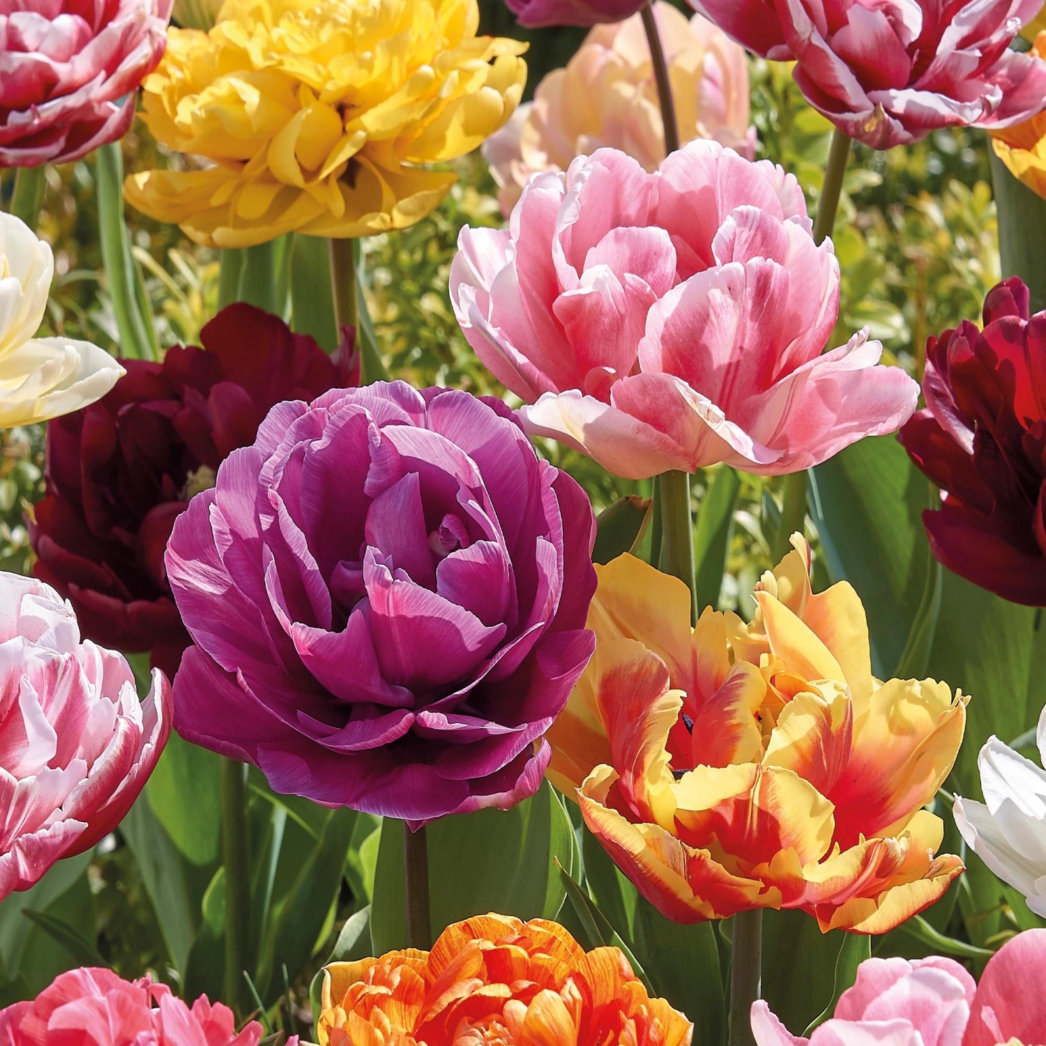 PfingstrosenTulpe Mischung 5 Stück Tulipa kaufen bei OBI