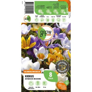 GROW by OBI Krokus Botanische Mischung, 8 Stück. Krokusse in Weiß, Gelb und Lila.
